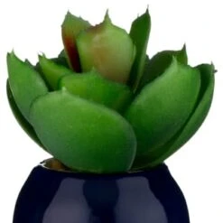 B&M Small Succulent -Cozy Living Home Store 380107 small succulent 6