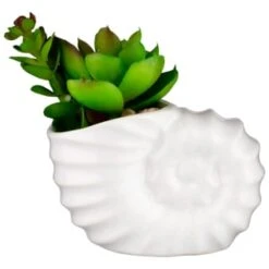 B&M Scandi Shore Small Shell Succulent -Cozy Living Home Store 380110 small shell succulent