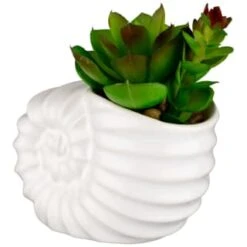 B&M Scandi Shore Small Shell Succulent -Cozy Living Home Store 380110 small shell succulent 3