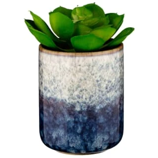 B&M Scandi Shore Succulent 3 B&M Scandi Shore Succulent