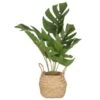B&M Cheese Plant In Seagrass -Cozy Living Home Store 380244 cheese plant in seagrass pot