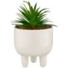B&M Scandi Shore Succulent In White Pot