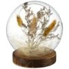 B&M Dried Pampas In Sphere -Cozy Living Home Store 387526 dried pampas in sphere