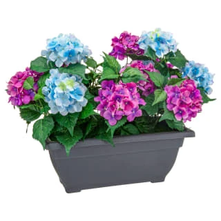 Bloom Basic Window Box - Hydrangea 3 Bloom Basic Window Box - Hydrangea
