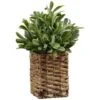 B&M Foliage In Seagrass Pot 2 B&M Foliage In Seagrass Pot -Cozy Living Home Store 394344 foliage in seagrass pot