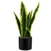 B&M Snake Plant In Pot -Cozy Living Home Store 394719 snake plant in pot