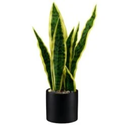 B&M Snake Plant In Pot